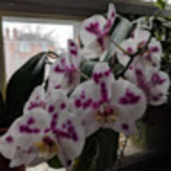 laurie_lemay